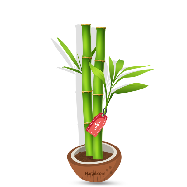  Nargil - common bamboo